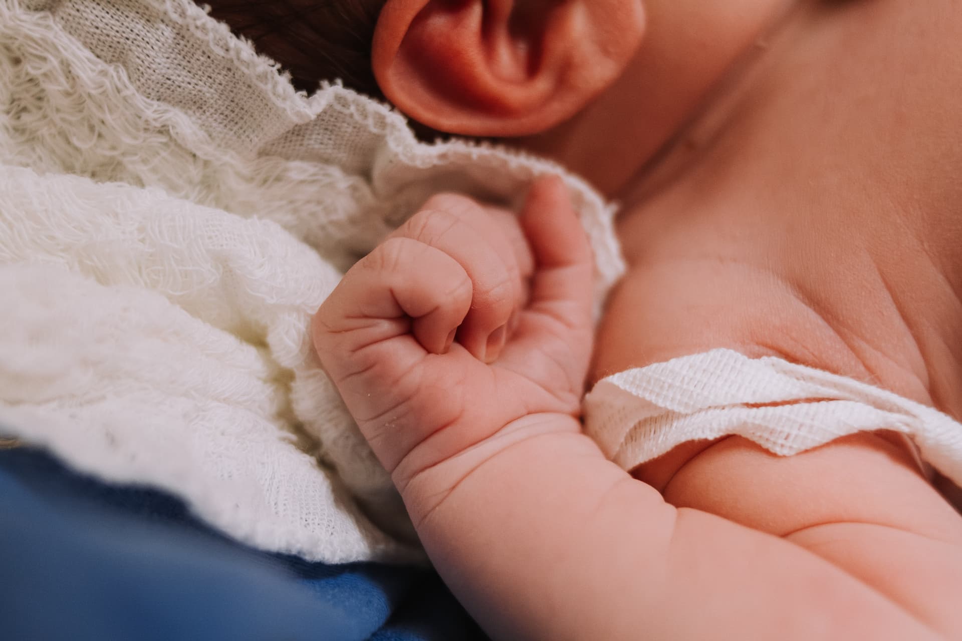 Imagem 45 da galeria fotográfica - Plartph