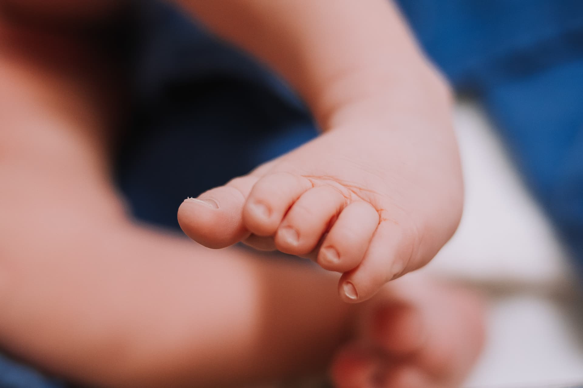 Imagem 47 da galeria fotográfica - Plartph